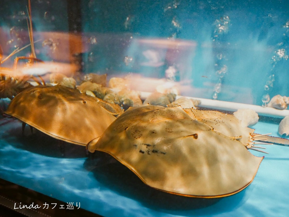 建一水產 手抓海鮮日式無菜單013.jpg 建一水產 手抓海鮮日式無菜單013.jpg