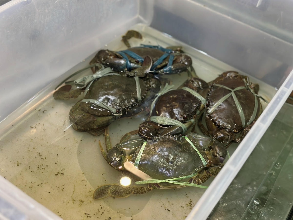 新北板橋海鮮餐廳推薦「蒸天下海鮮蒸氣火鍋」 現撈活海鮮塔一鍋 新北板橋海鮮餐廳推薦「蒸天下海鮮蒸氣火鍋」 現撈活海鮮塔一鍋